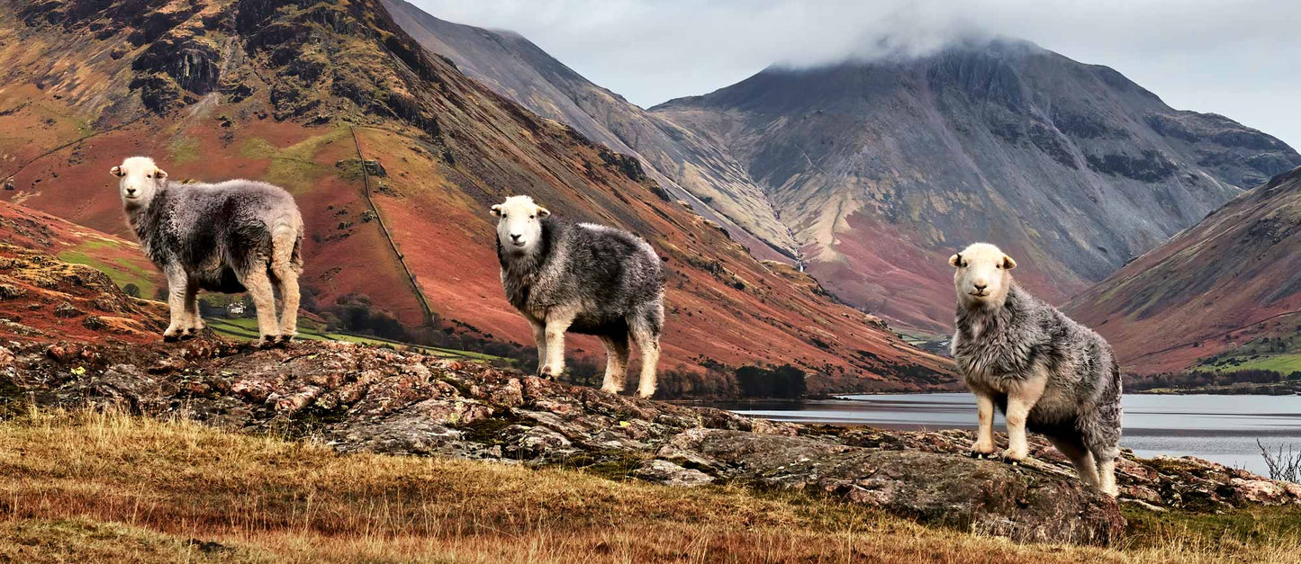 Three Sheeps at Wastwater