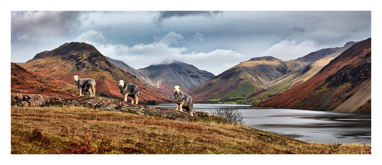 Three Sheeps at Wastwater